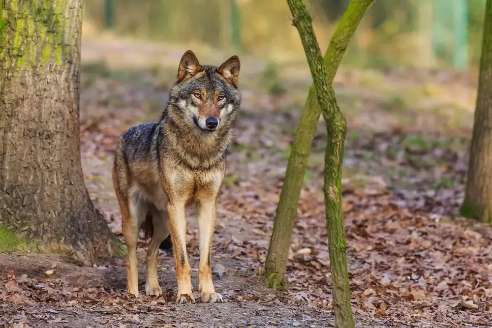 Eurasian Wolf